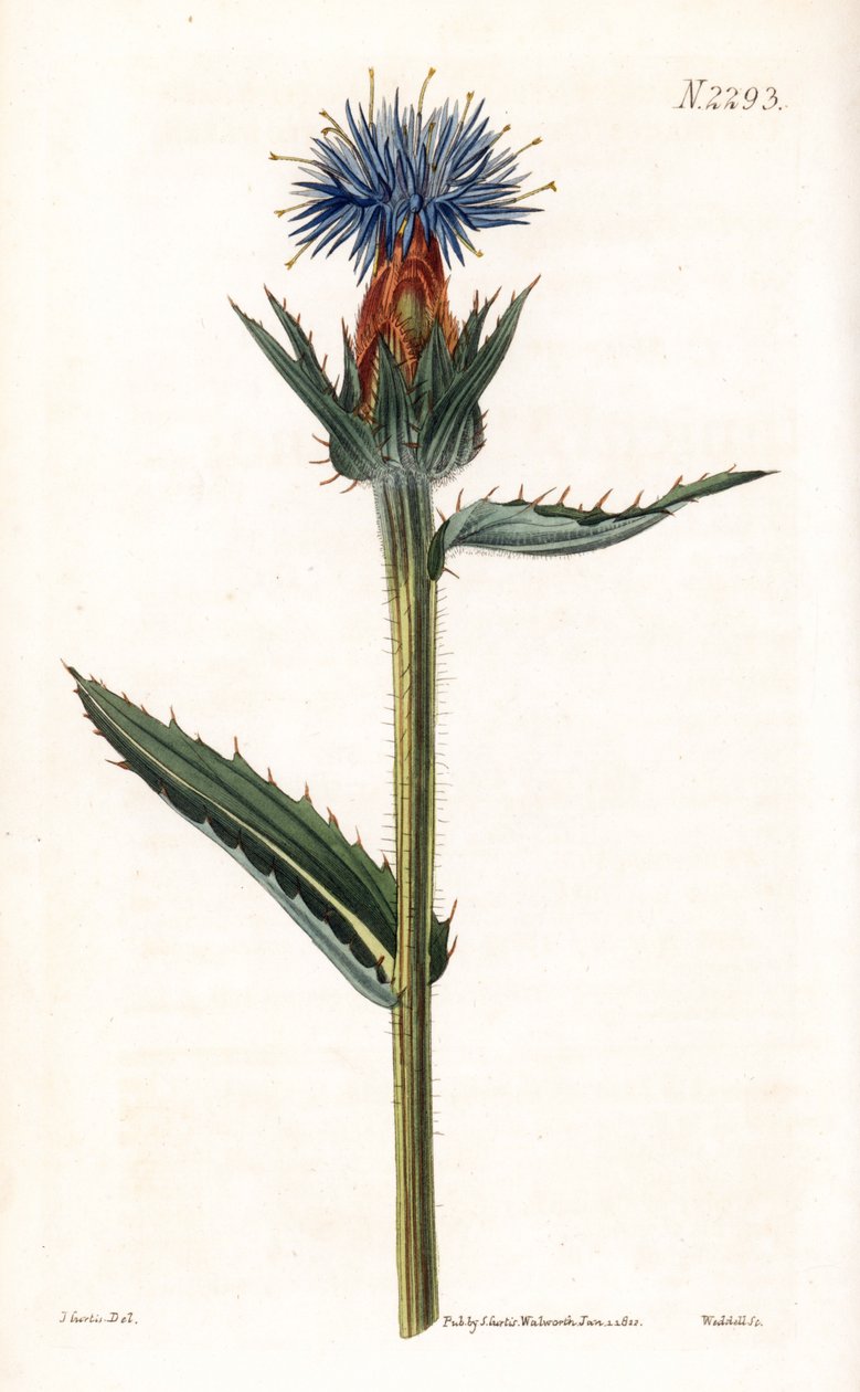Blue cardoncelle - Cardo azul ou carthamus de flor azul, Carthamus caeruleus. Gravura em chapa de cobre colorida à mão por Weddell a partir de uma ilustração de John Curtis da "Botanical Magazine" de Samuel Curtis, Londres de Unbekannter Künstler