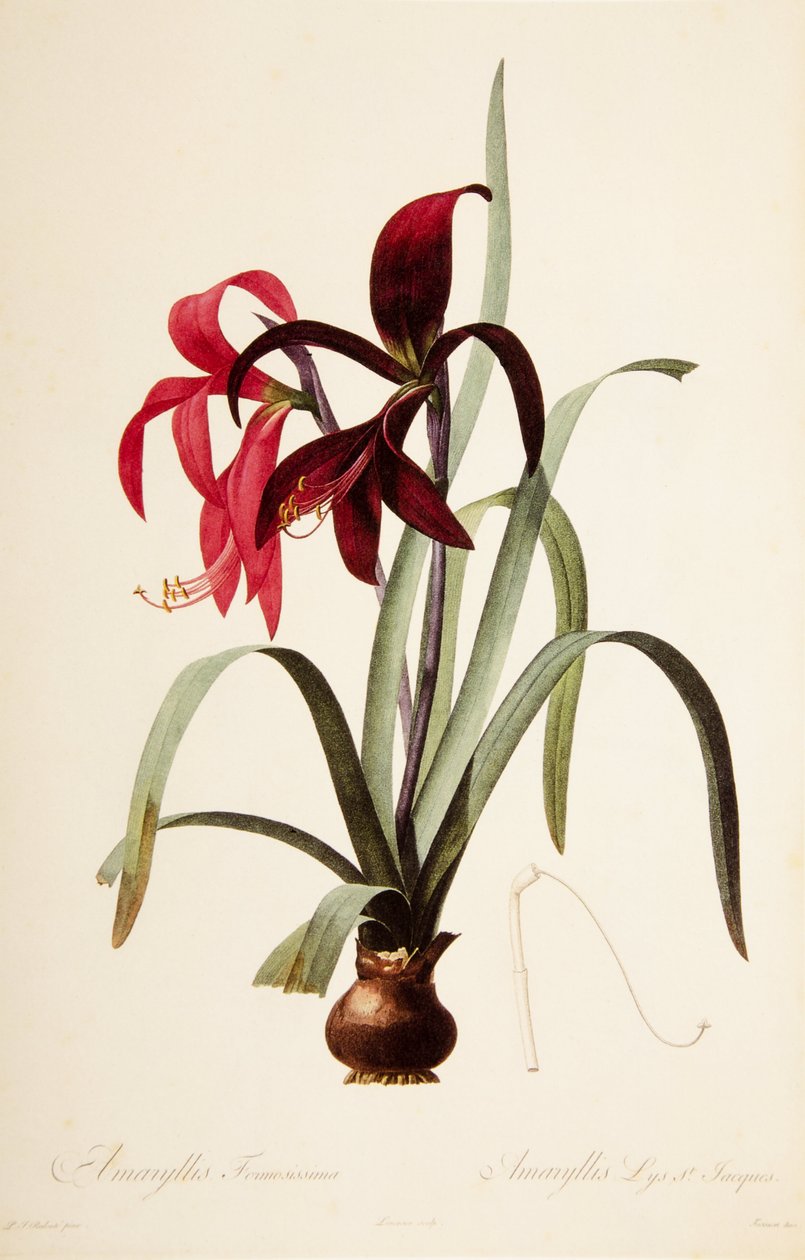 Ilustração Barquinha/Reduto/Esprekelia formosissima/Saint James Lily/Jacobean Lily de William M. Timlin