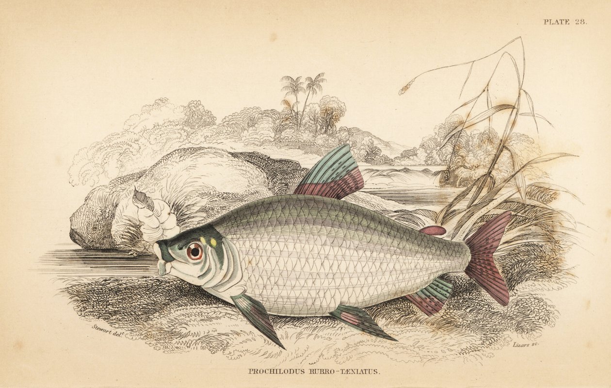 Bocachico ou koulimata, Prochilodus rubrotaeniatus (carpa salmoneira de listras vermelhas pálidas, Prochilodus rubro-taeniatus). Gravura em metal aço colorida à mão por W.H. Lizars a partir de uma ilustração de James Stewart da obra Fishes of Guiana de Rob de Unbekannter Künstler