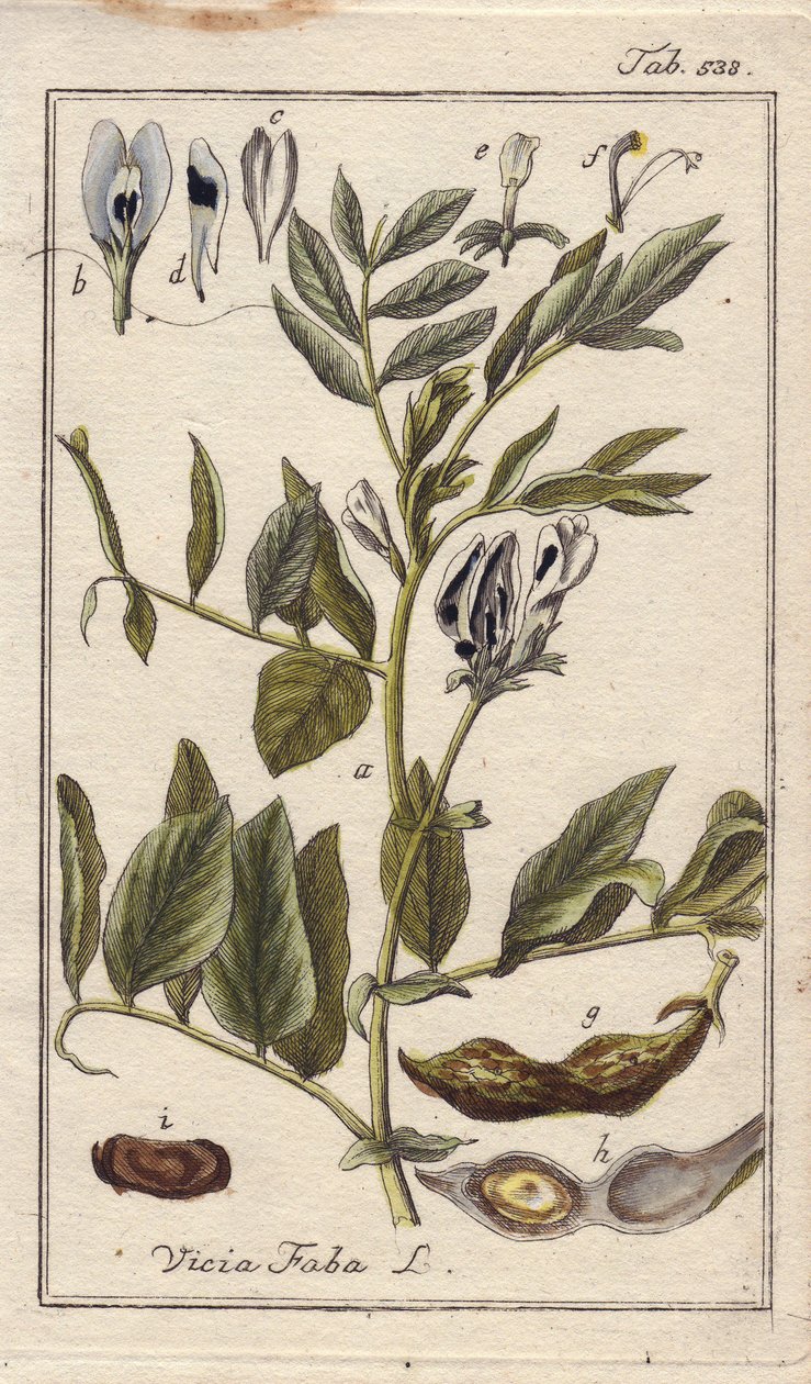 Botânica: Planta de feijão com flores, folhas e feijões em vagens, Vicia faba. Gravura em chapa de cobre colorida à mão a partir de um desenho de B. Thanner da obra "Icons plantarum medicinalium" de Johannes Zorn, Alemanha de Unbekannter Künstler