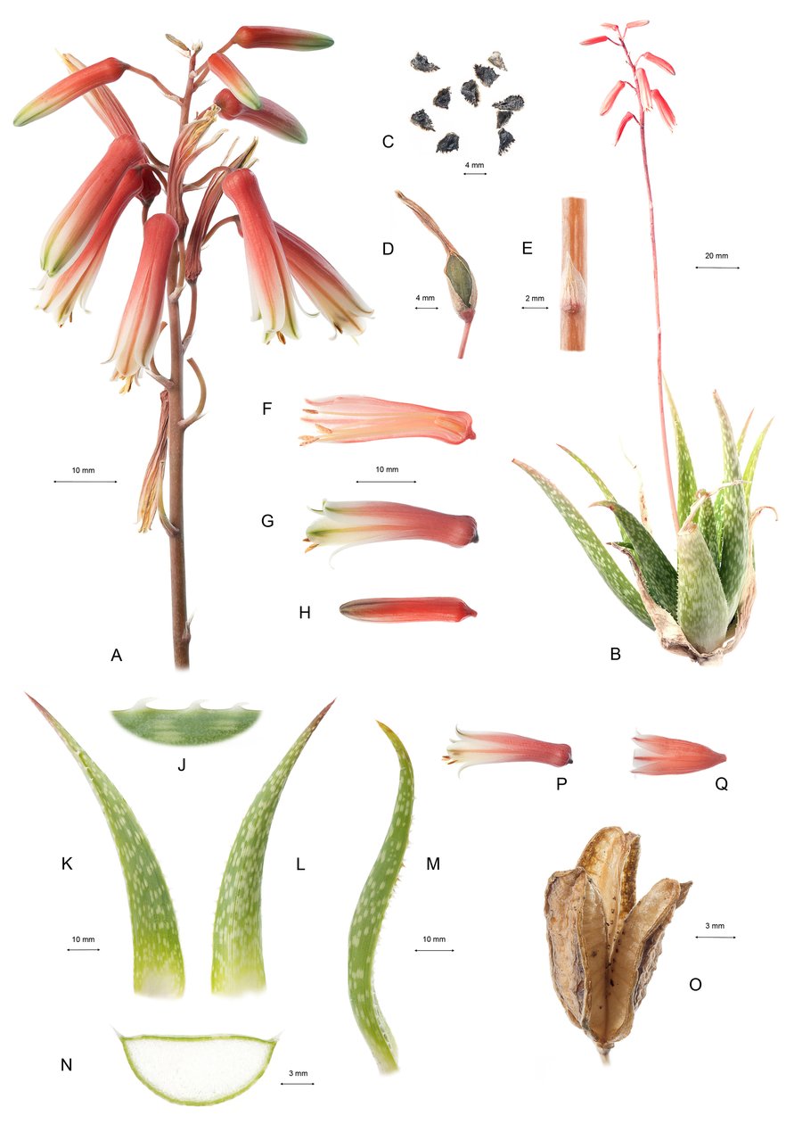 Conselho Botânico/Aloe/Aloe de Unbekannt