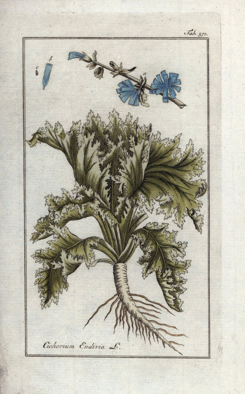 Botânica: Endívia, Cichorium endivia. Gravura botânica em placa de cobre colorida à mão da obra "Afbeelding der Artseny-Gewassen" de Johannes Zorn, Jan Christiaan Sepp, Amesterdão de Unbekannter Künstler