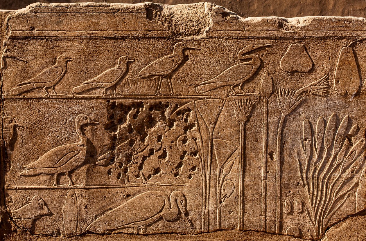 Jardim Botânico de Thutmosis III com representações em relevo de plantas e animais, Templo de Karnak, Luxor, Tebas, Egipto, África (foto) de Unbekannter Künstler