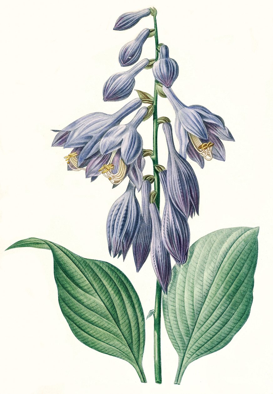Ilustração Botânica/Dúvida/Ventricosa Reféns de Unbekannt