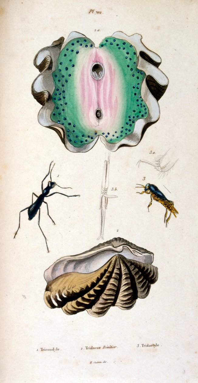 Ilustração botânica e zoológica de F. E. Guérin. De Dictionnaire pittoresque d