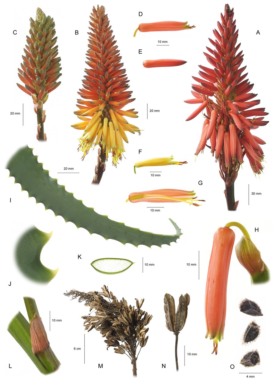 Tábua botânica/Aloe arborescens/Aloe arborescentes de Unbekannt