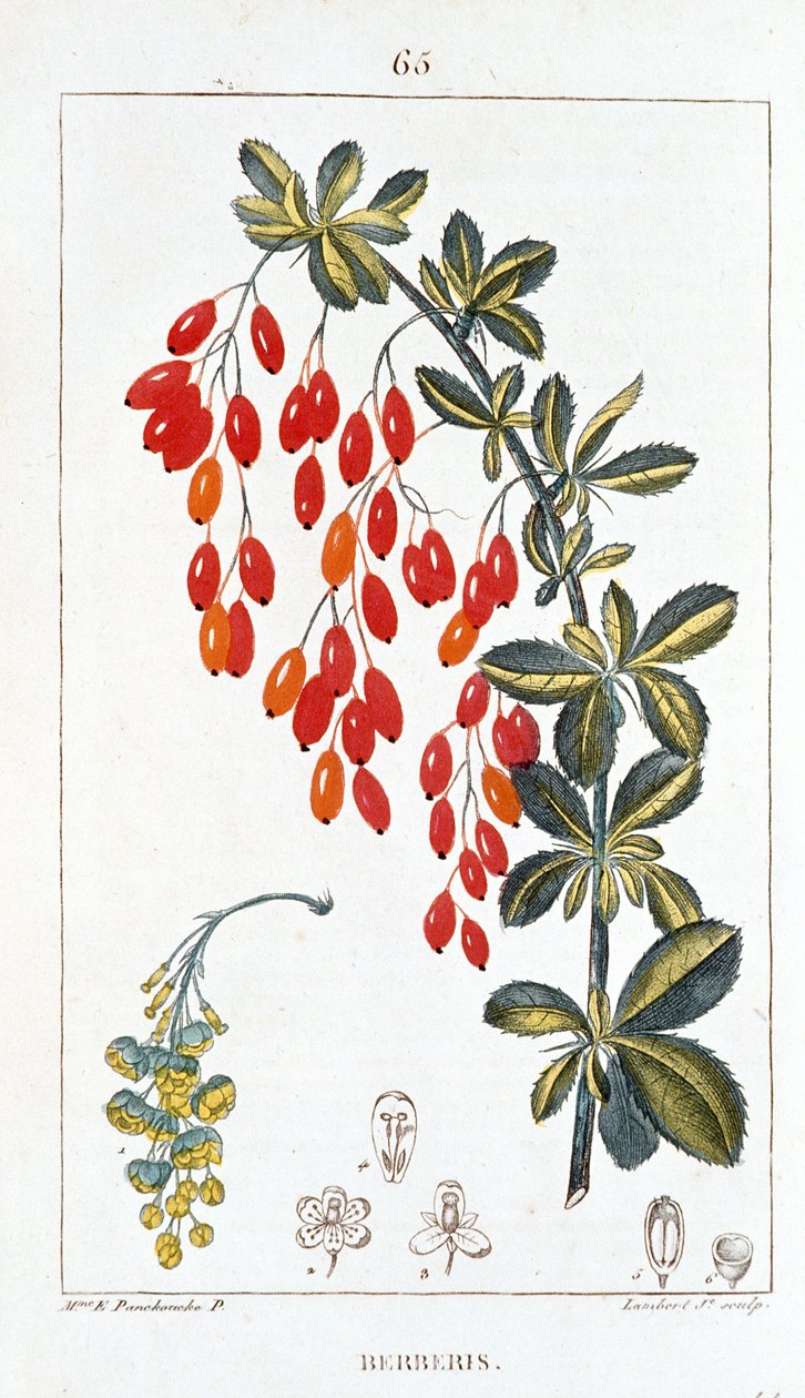 Tábua Botânica/Berberis sp/Barberry spine de Unbekannt