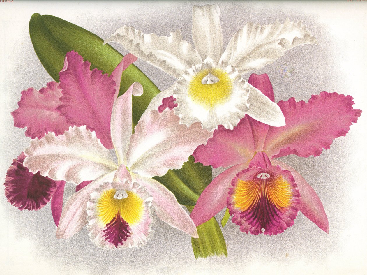 Quadro botânico/Cattleya labiata/Lindenia de Unbekannt
