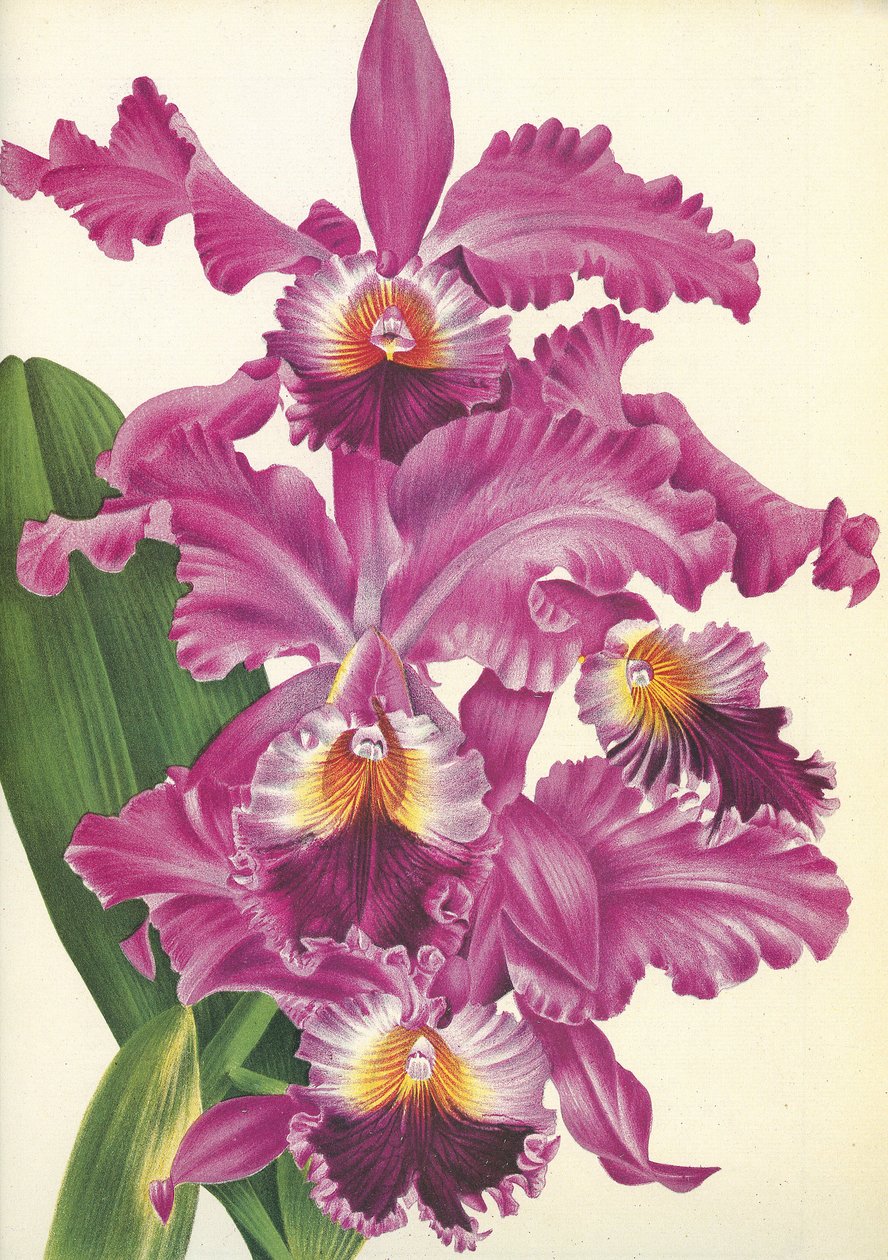 Quadro botânico/Cattleya labiata var. Perfecta/Lindenia de Unbekannt