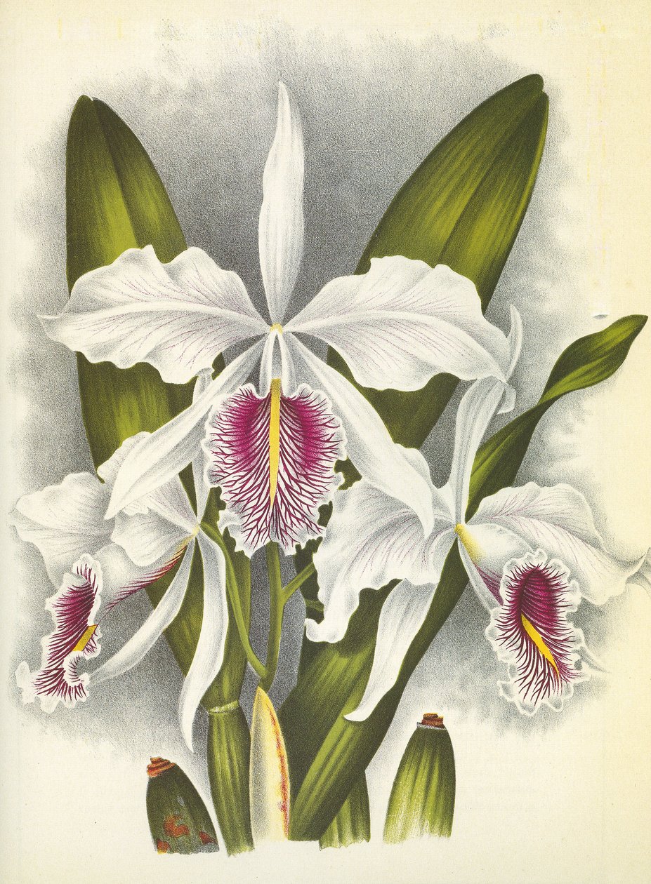 Quadro botânico/Cattleya maxima var. Virginalis/Lindenia de Unbekannt