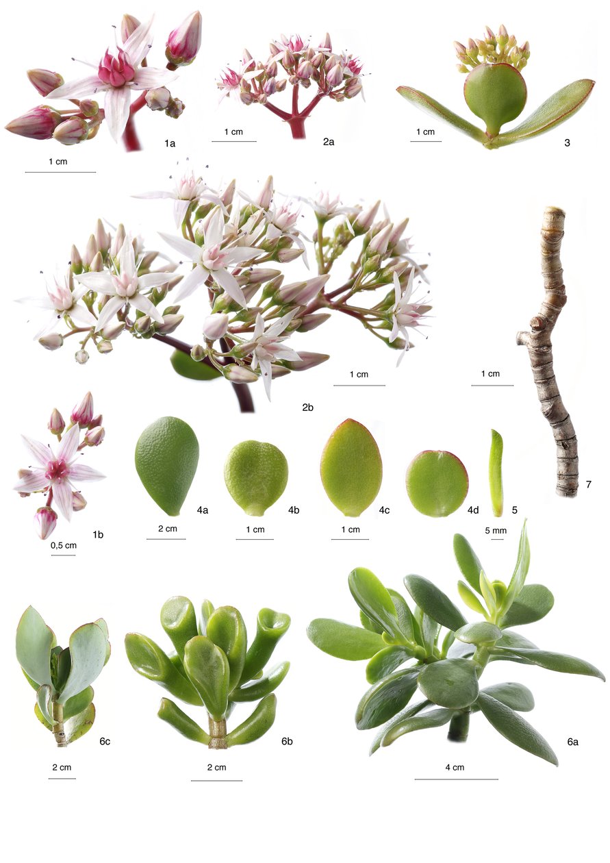 Placa botânica/Crassula ovata de Unbekannt