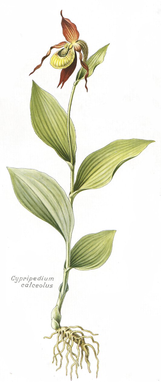 Tábua botânica/Cypripedium calceolus/Venus