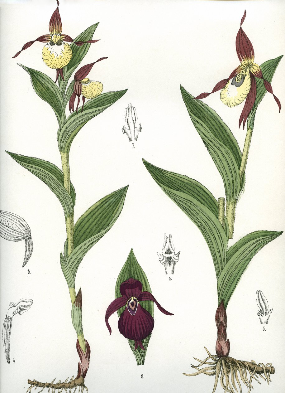 Tábua botânica/Cypripedium calceolus/Venus
