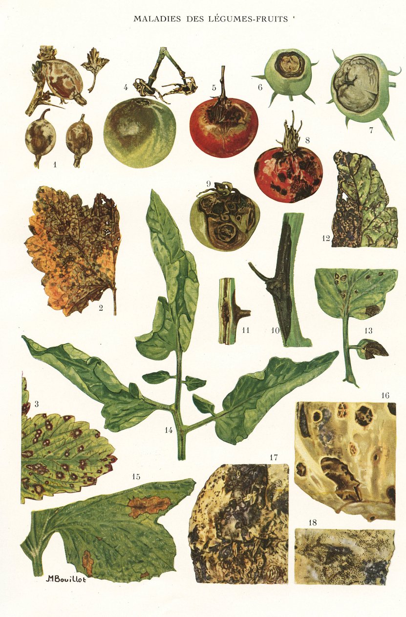 Tábua botânica/doenças dos legumes de Fruta de Unbekannt