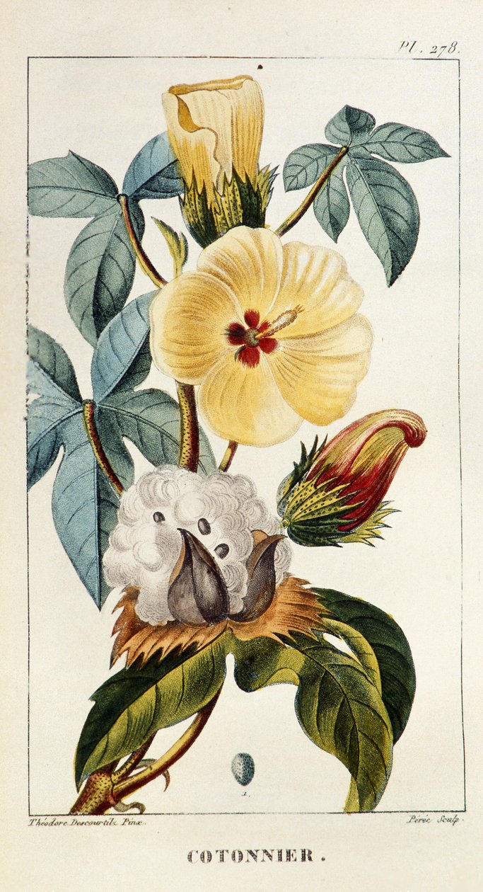 Tábua Botânica/Gossypium sp/Cotton de Unbekannt