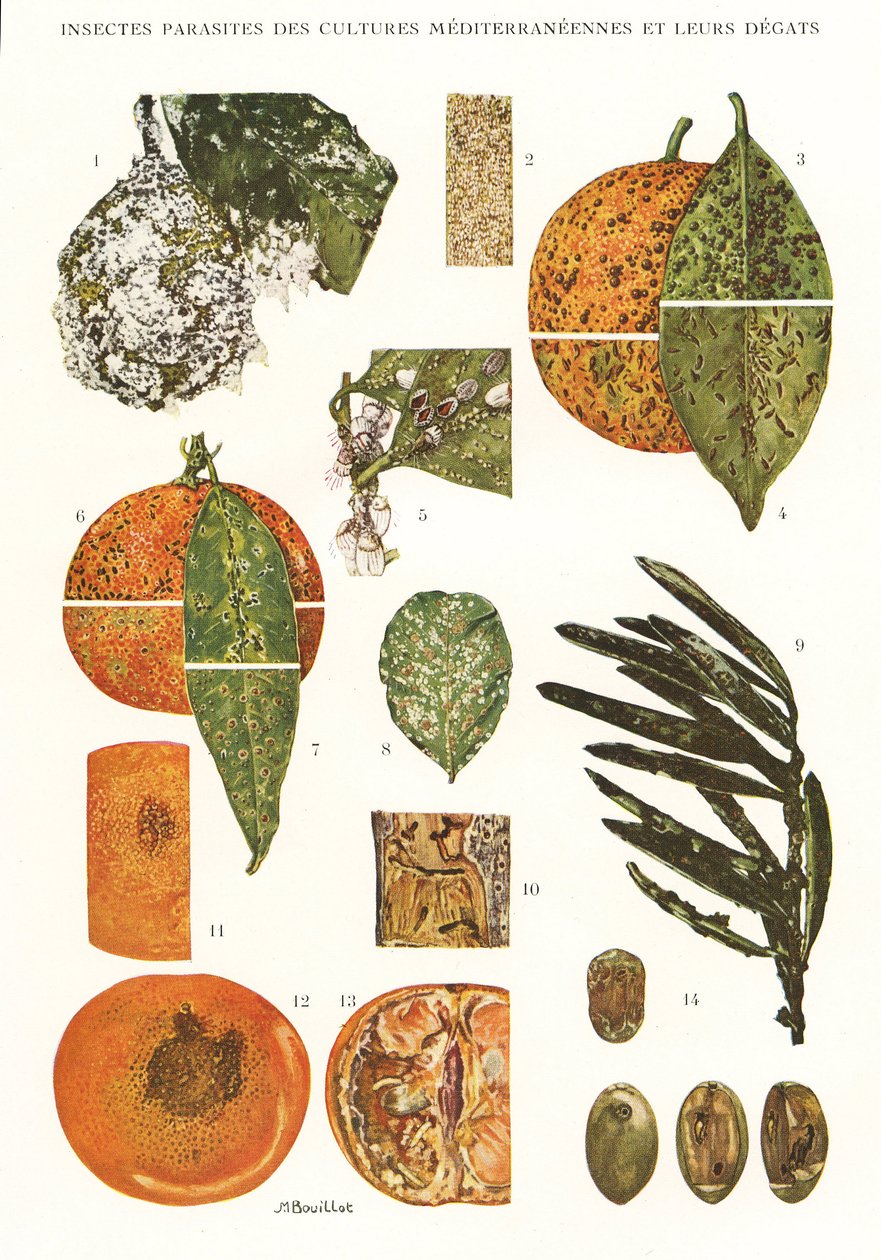 Placa botânica/Insectar pragas de culturas mediterrânicas de Unbekannt