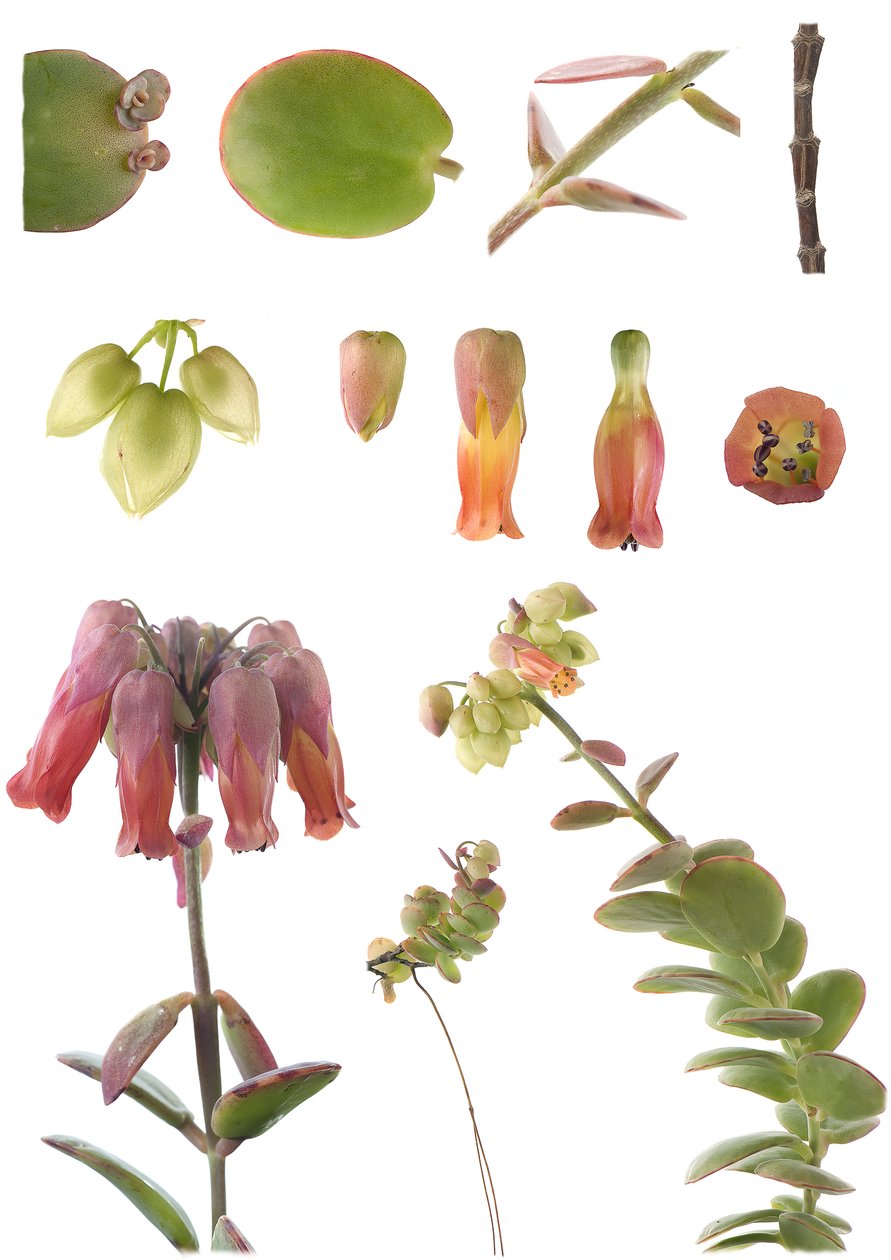 Quadro botânico/Kalanchoe marnieriana de Unbekannt