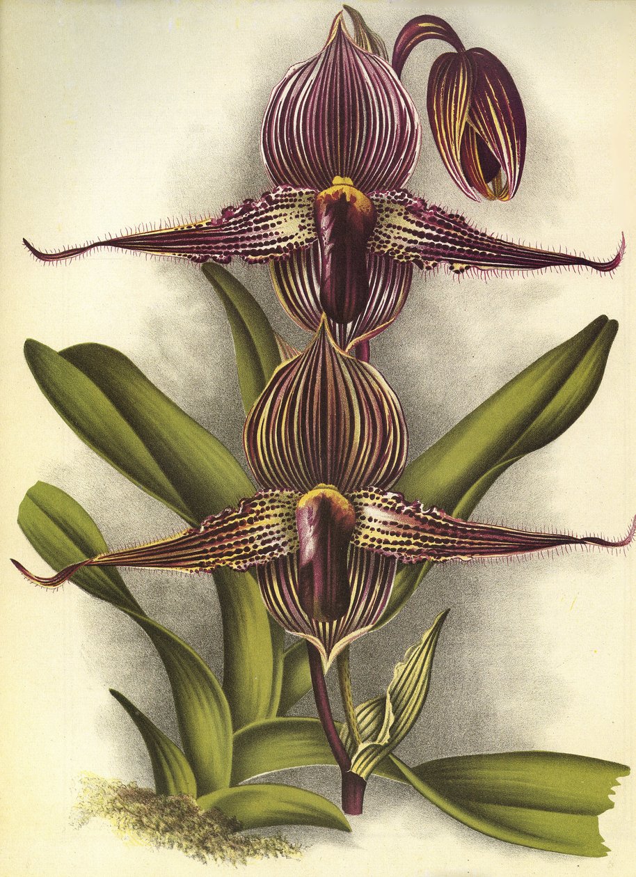 Placa botânica/Paphiopedilum rothschildianum/Lindenia de Unbekannt