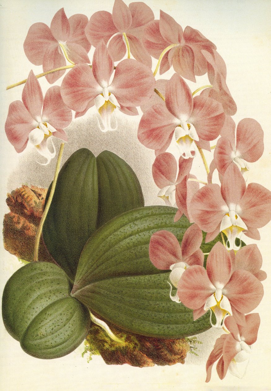 Prancha botânica/Phalaenopsis sanderiana/Lindenia de Unbekannt