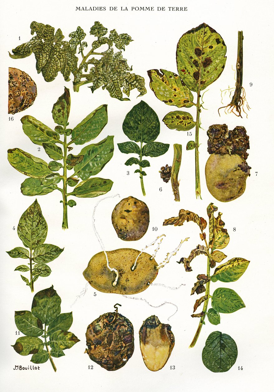 Tábua botânica/Patologia da batata/Solanum tuberosum de Unbekannt
