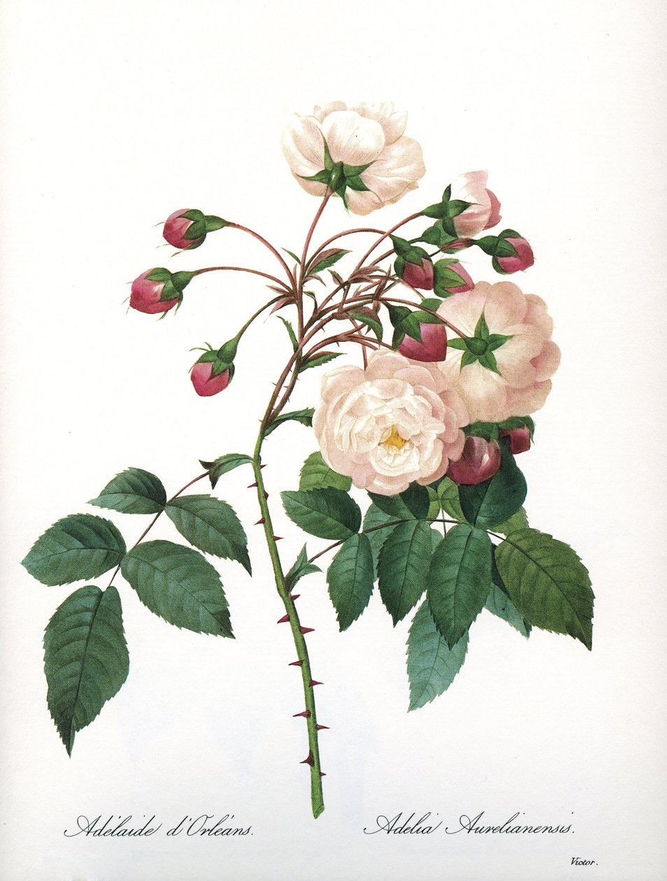 Tábua Botânica/Rosa aurelianensis/Rose 