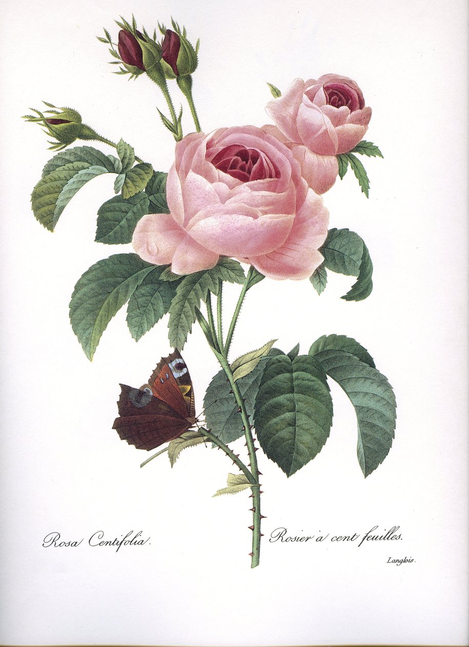 Tábua Botânica/Rosa centifolia/Pink a hundred folhas/Redoubt de Unbekannt