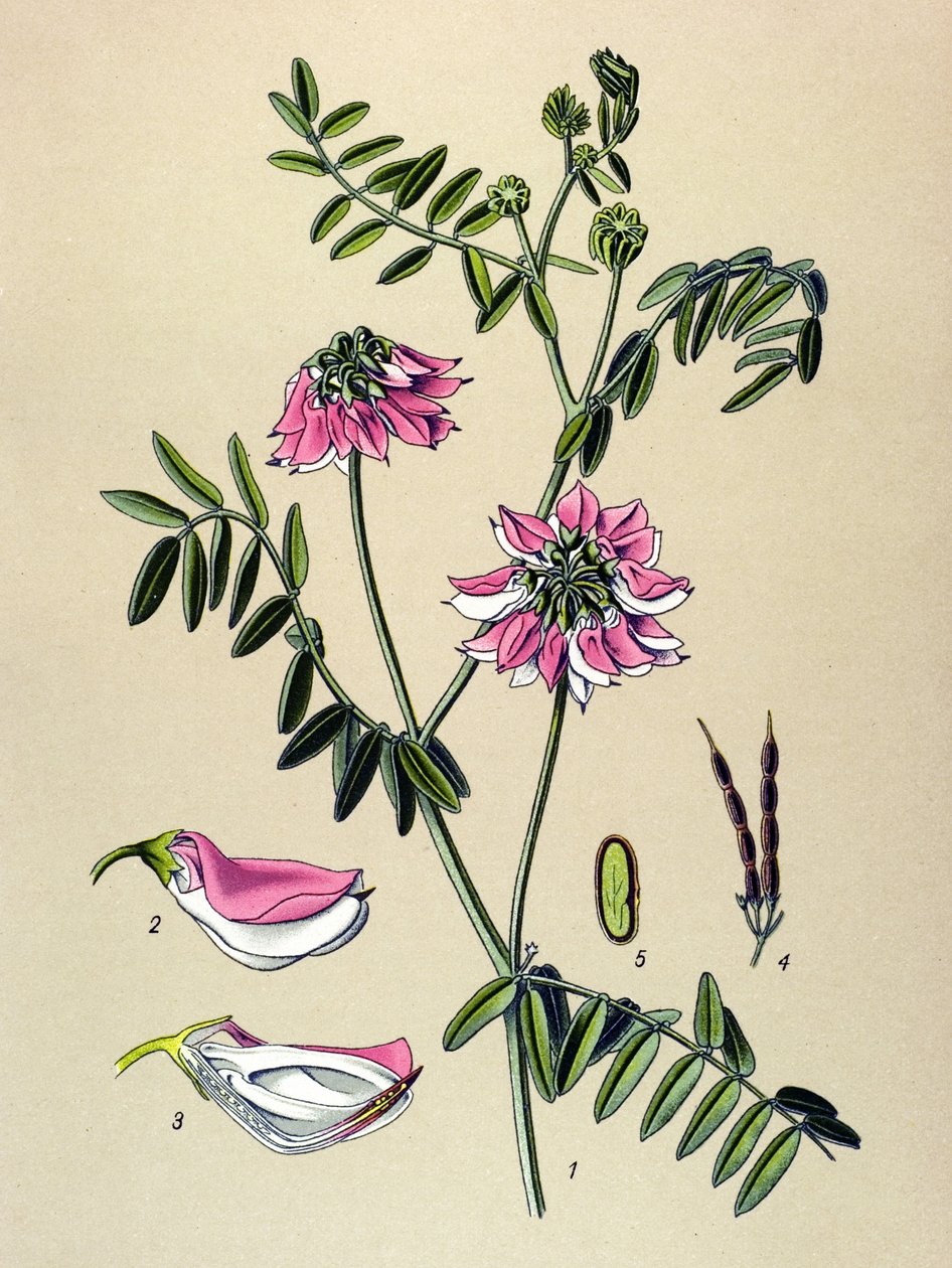 Tábua botânica, Planta: Coronilla bigarree (Coronilla varia) de Unbekannter Künstler