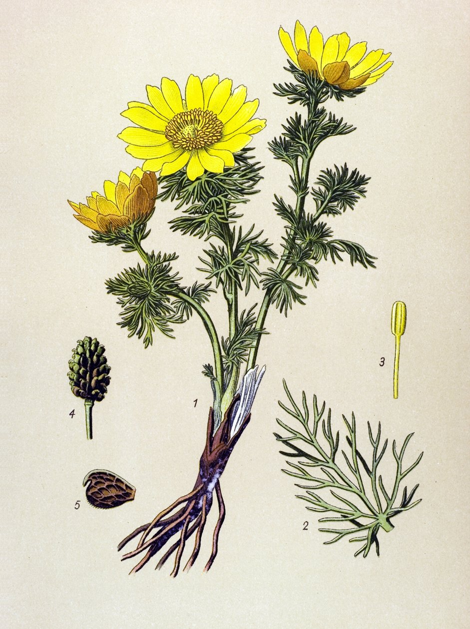Quadro botânico. Planta venenosa (tóxica) e medicinal: Adónis de Primavera (Adónis vernalis) de Unbekannter Künstler