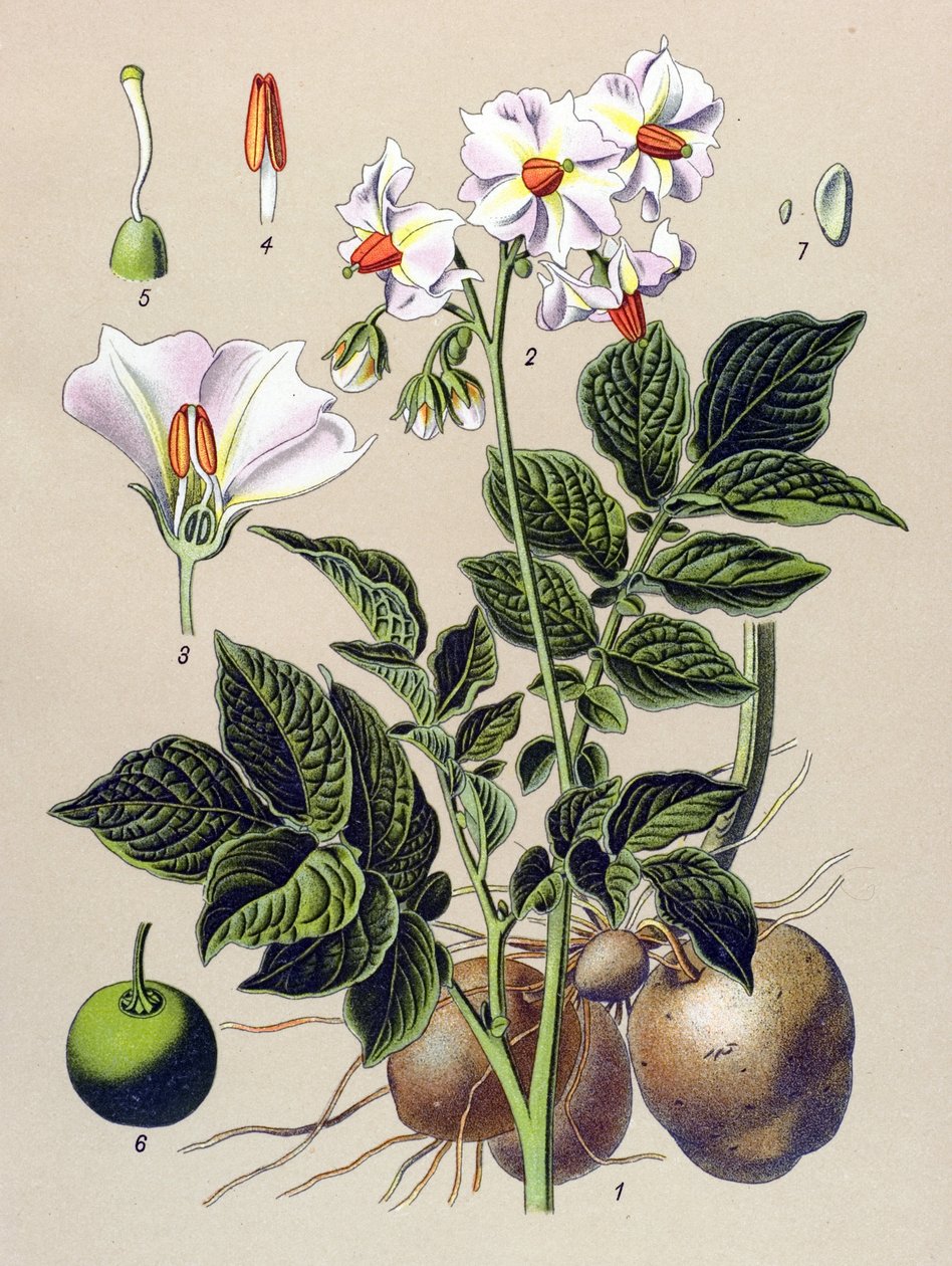 Tábua botânica, planta de batata, batata (Solanum tuberosum) de Unbekannter Künstler