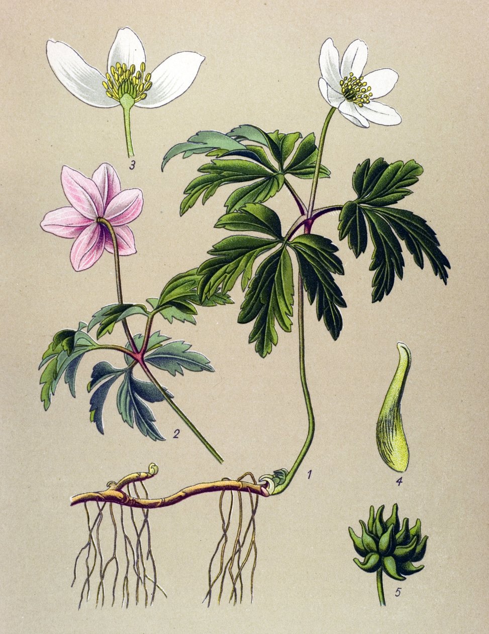 Quadro botânico. Planta venenosa (tóxica) e medicinal: Anemone sylvie ou anémona da floresta (Anemone nemorosa) de Unbekannter Künstler