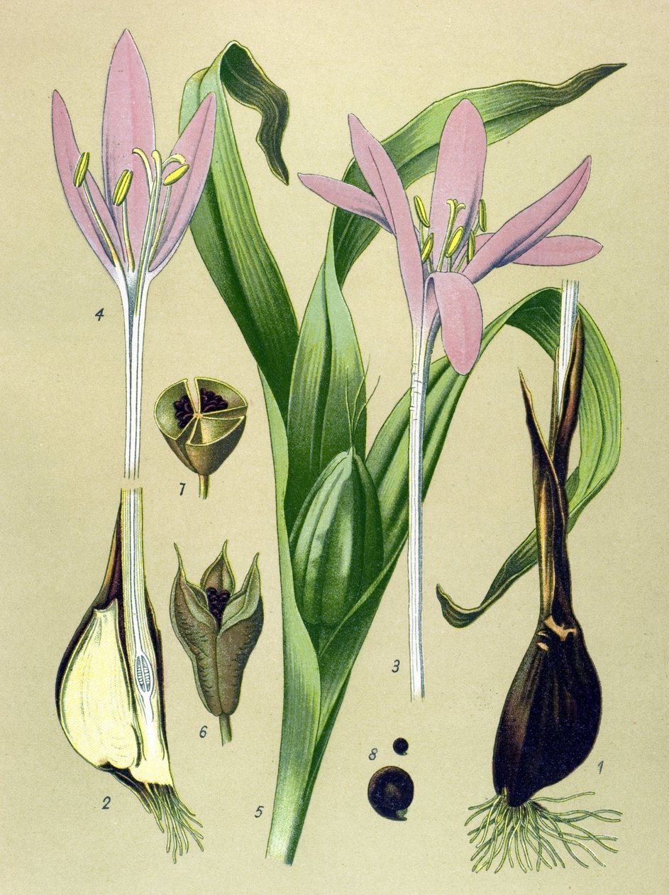 Quadro botânico. Planta venenosa (tóxica) e medicinal: Colchial de Outono (Colchicum autumnale) de Unbekannter Künstler