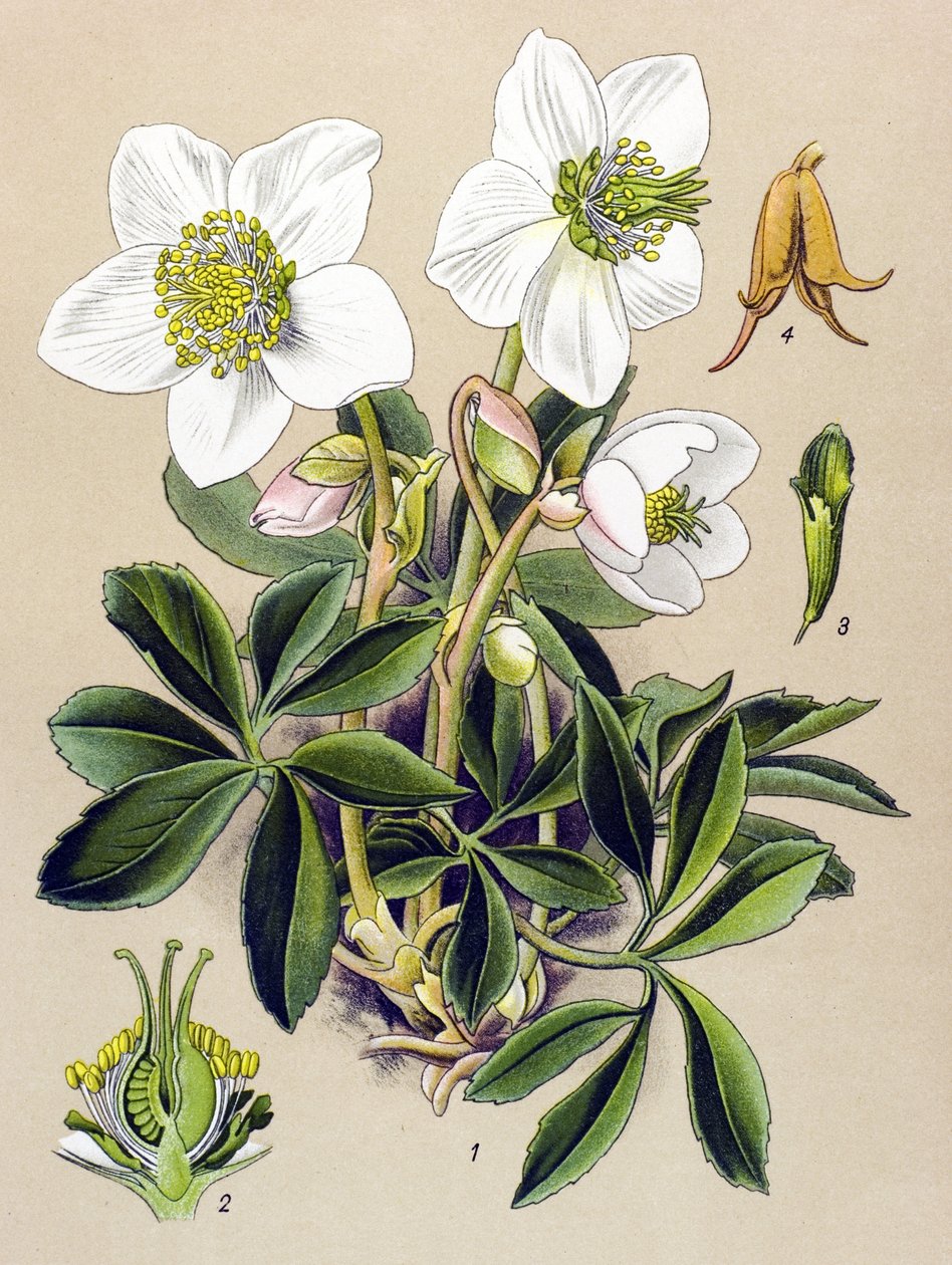 Quadro botânico. Planta venenosa (tóxica) e medicinal: Rosa de Natal (Helleborus niger) de Unbekannter Künstler
