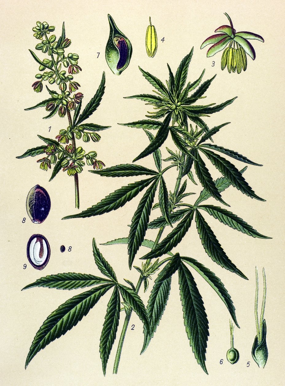 Quadro botânico. Planta venenosa (tóxica) e medicinal: Cânhamo (Cannabis sativa) de Unbekannter Künstler