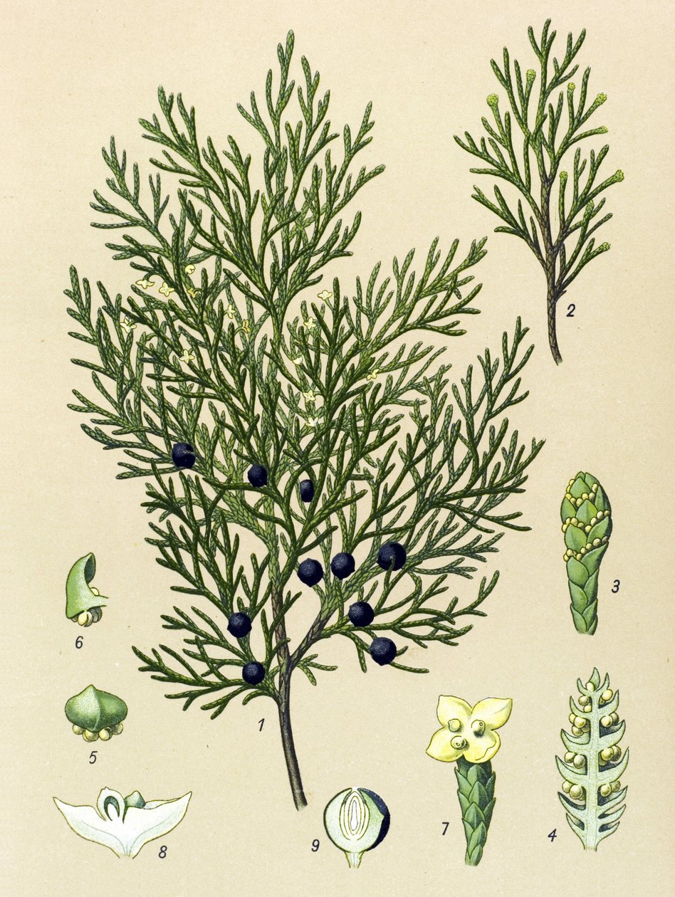 Quadro botânico. Planta venenosa (tóxica) e medicinal: Zimbro sabine (Juniperus sabina) de Unbekannter Künstler