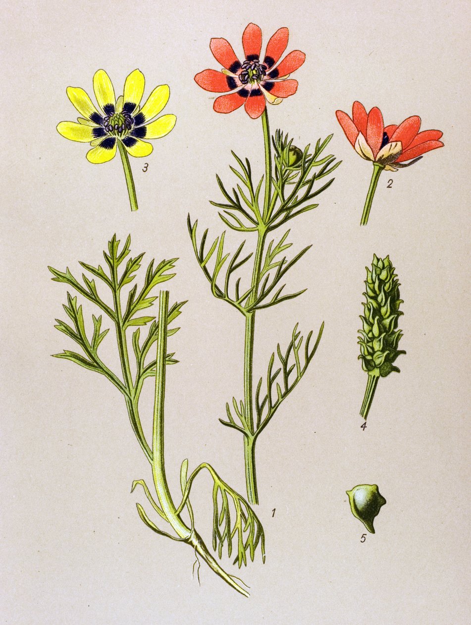 Quadro botânico. Planta venenosa (tóxica) e medicinal: Adonis de Verão (Adonis aestivalis) de Unbekannter Künstler