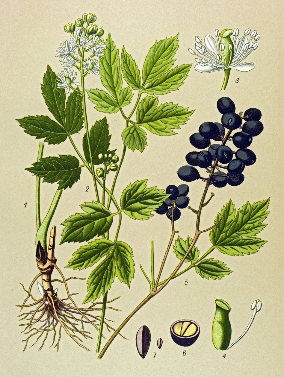 Quadro botânico. Planta venenosa (tóxica) e medicinal: Adonis de Verão (Adonis aestivalis) de Unbekannter Künstler