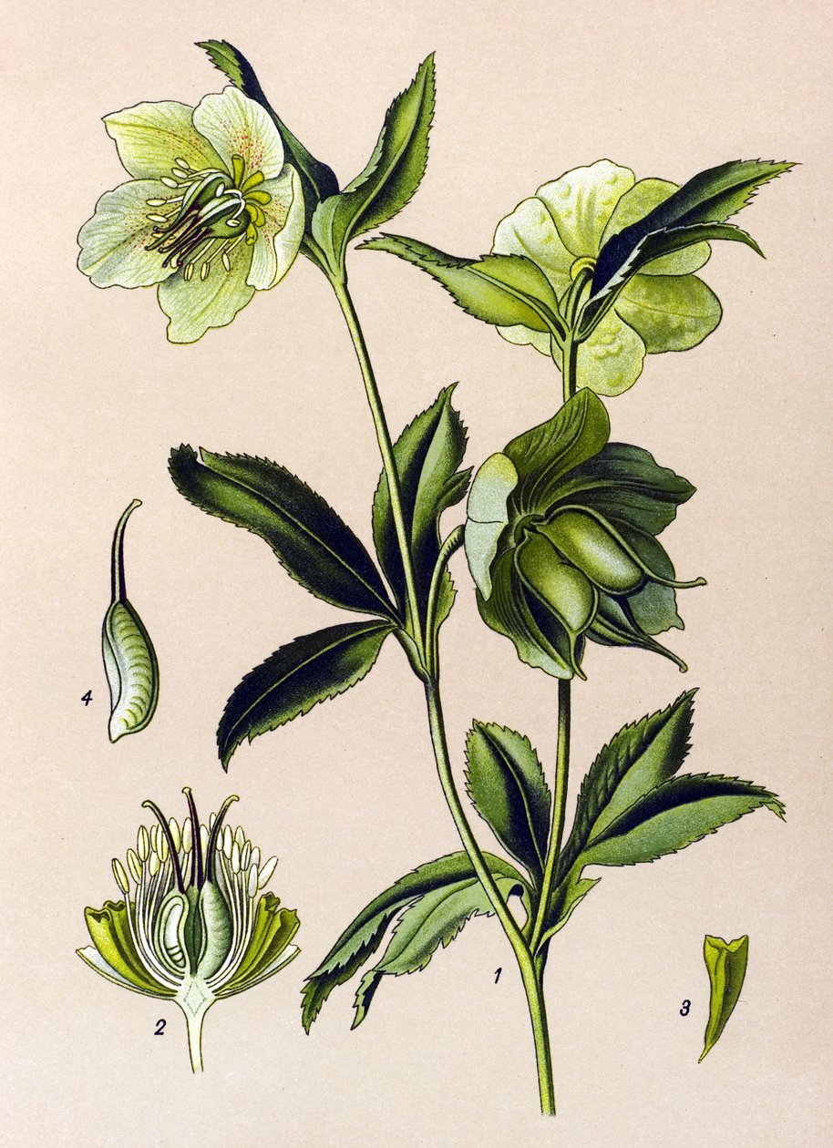 Quadro botânico. Planta venenosa (tóxica) e medicinal: hellebore verde (Helleborus viridis) de Unbekannter Künstler