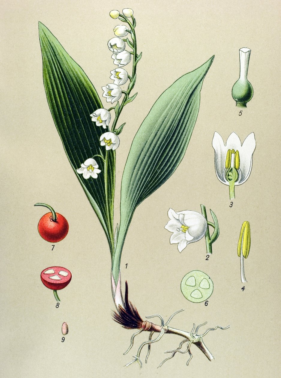 Quadro botânico. Planta venenosa (tóxica) e medicinal: lírio dos vales ou lírio do vale (Convallaria majalis) de Unbekannter Künstler