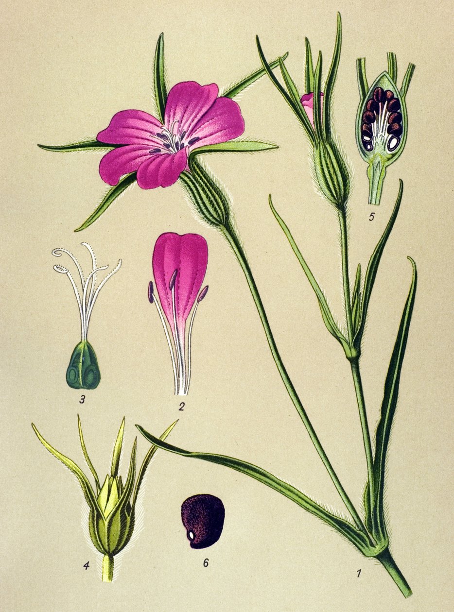 Quadro botânico. Planta venenosa (tóxica): Nielle de Blew (Agrostemma githago) de Unbekannter Künstler