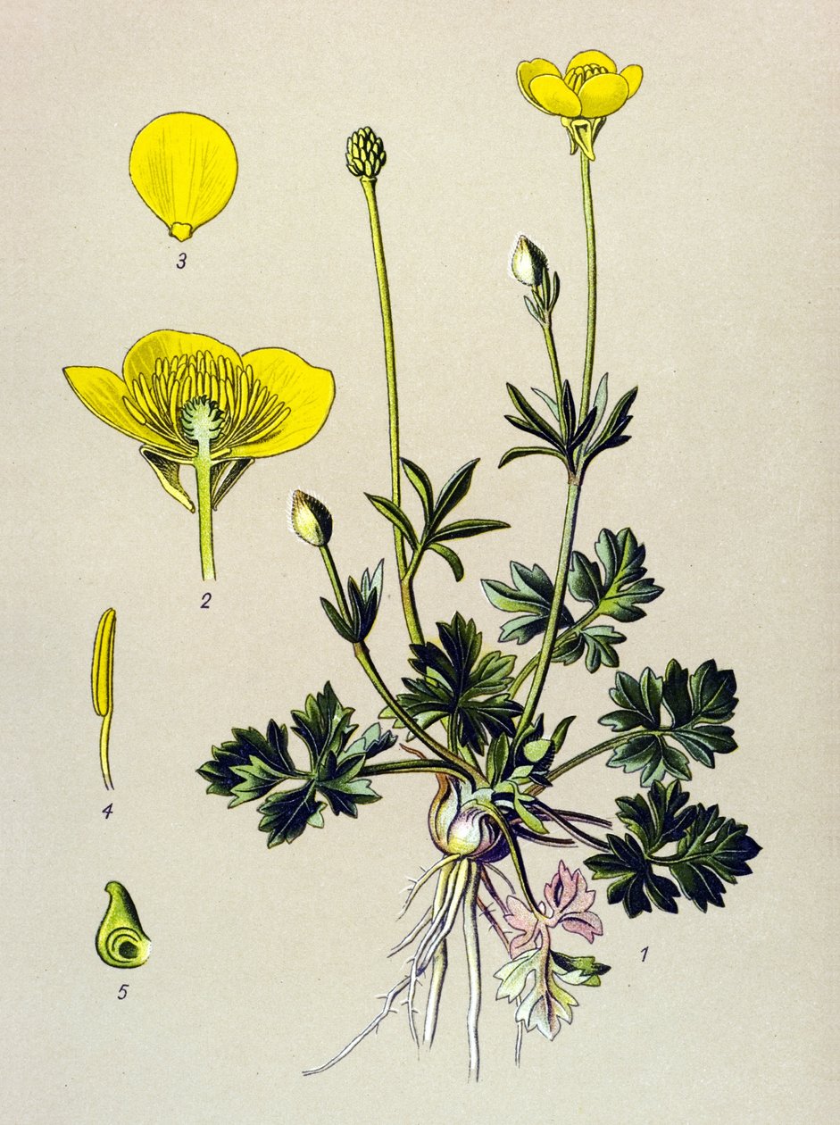 Quadro botânico. Planta venenosa (tóxica): Ranúnculo ou botão de ouro (Ranunculus bulbosus) de Unbekannter Künstler