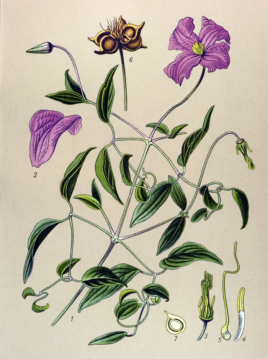 Quadro botânico. Planta venenosa (tóxica): Clematite falsa ou falsa videira (Clematis viticella) de Unbekannter Künstler