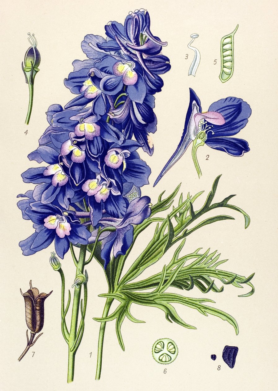Quadro botânico. Planta venenosa (tóxica): golfinho ou pé de cotovia (Delphinium grandiflorum) de Unbekannter Künstler