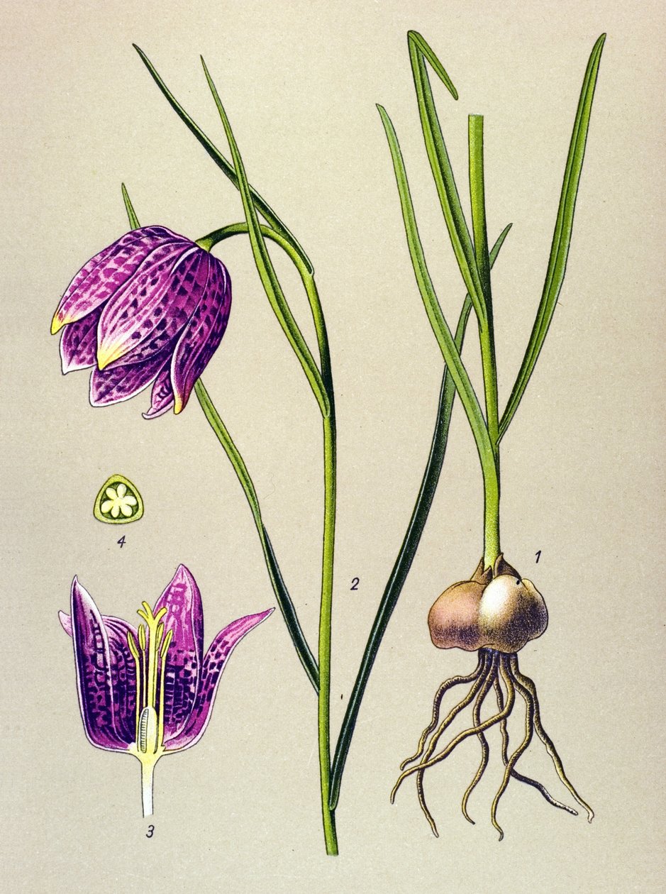 Quadro botânico. Planta venenosa (tóxica): galinha-pintada ou "pintada" (Fritillaria meleagris) de Unbekannter Künstler