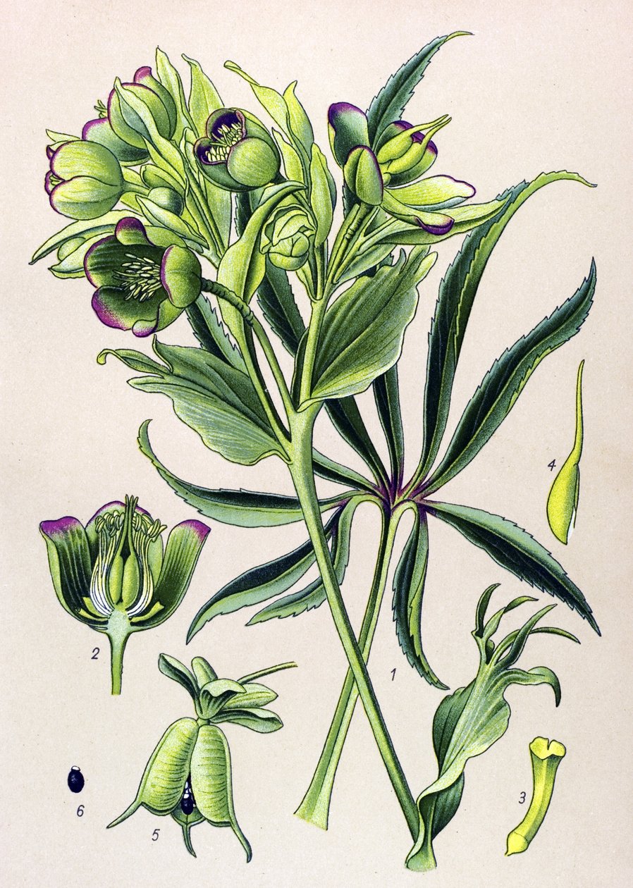 Quadro botânico. Planta venenosa (tóxica): hellebore fetide ou ellebore fetide (Helleborus foetidus) de Unbekannter Künstler