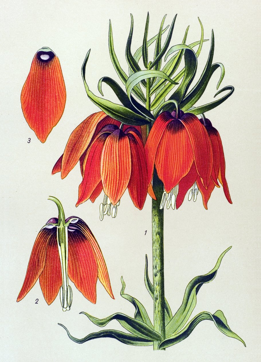 Quadro botânico. Planta venenosa (tóxica): fritillaria imperialis imperiale de Unbekannter Künstler