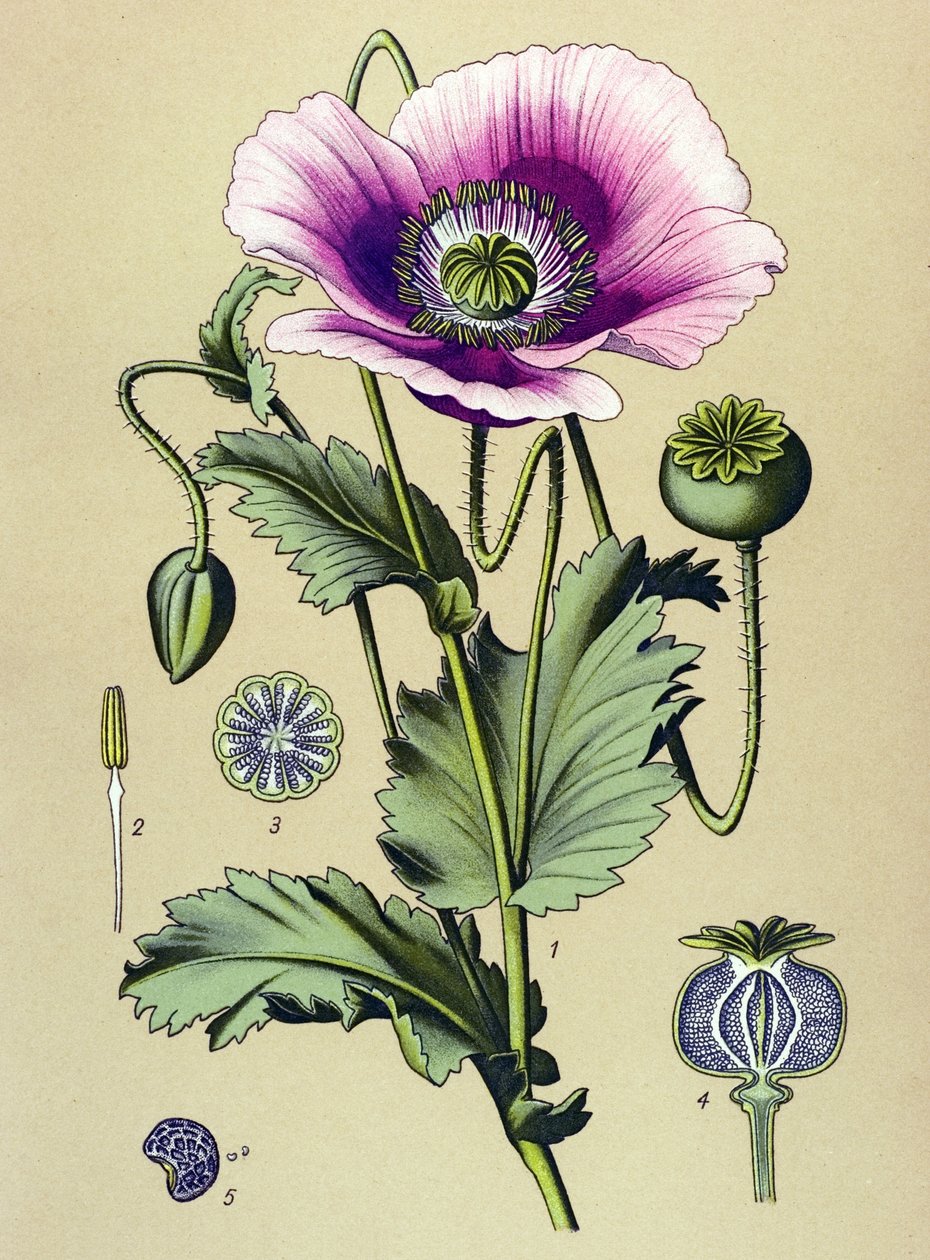 Quadro botânico. Planta venesosa (tóxica) e médica: papoila adormecida (Papaver somniferum) de Unbekannter Künstler