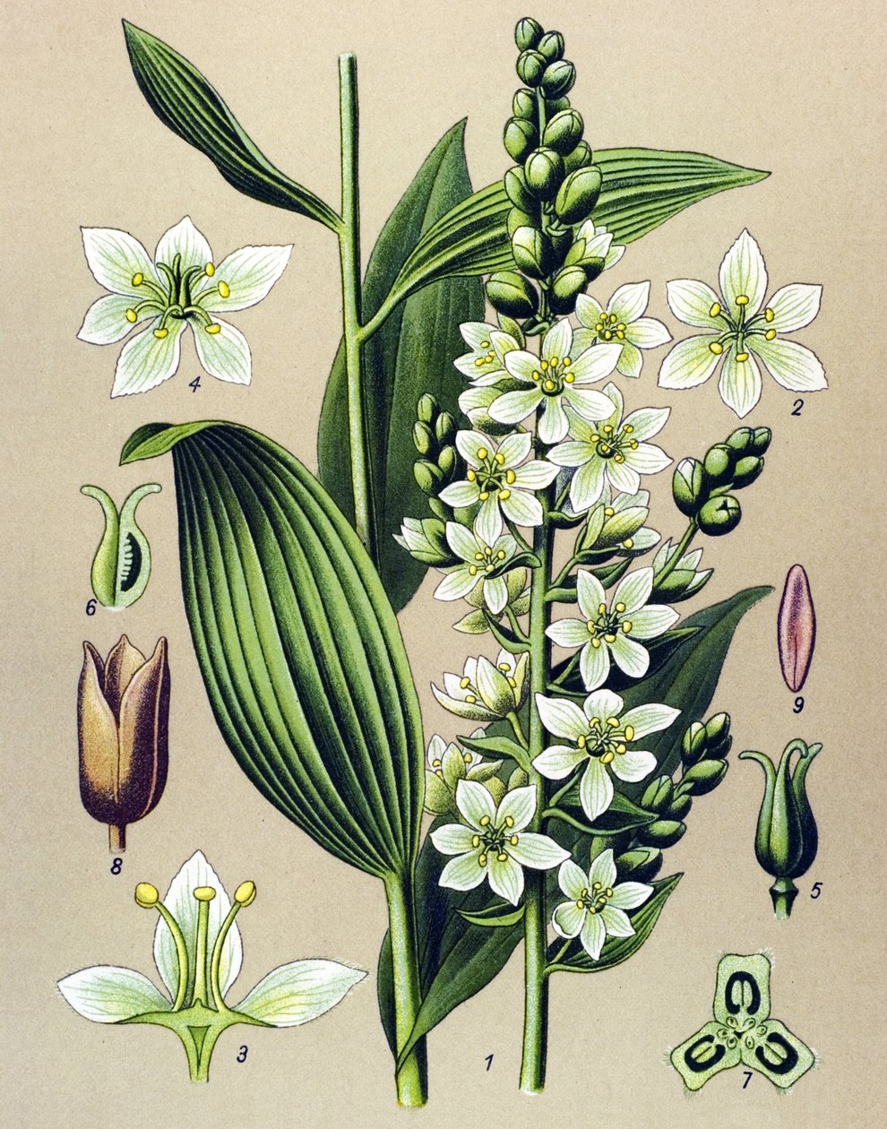 Quadro botânico. Planta venesosa (tóxica) e médica: veratre branco (álbum Veratrum) de Unbekannter Künstler