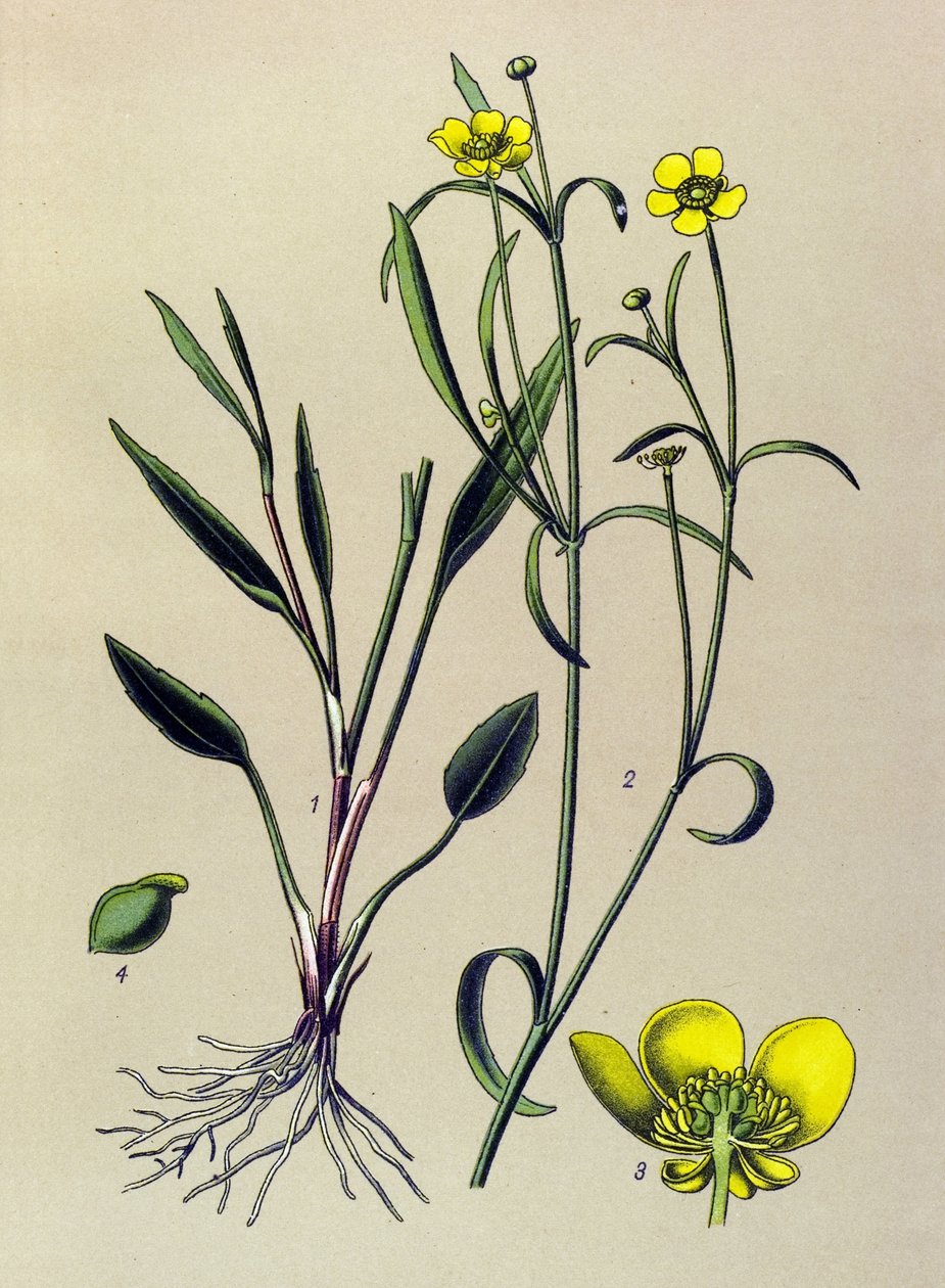 Quadro botânico. Plantas venenosas (tóxicas) e medicinais: Manteiga de chama, Pequeno fosso ou pequena chama (Ranunculus flammula) de Unbekannter Künstler
