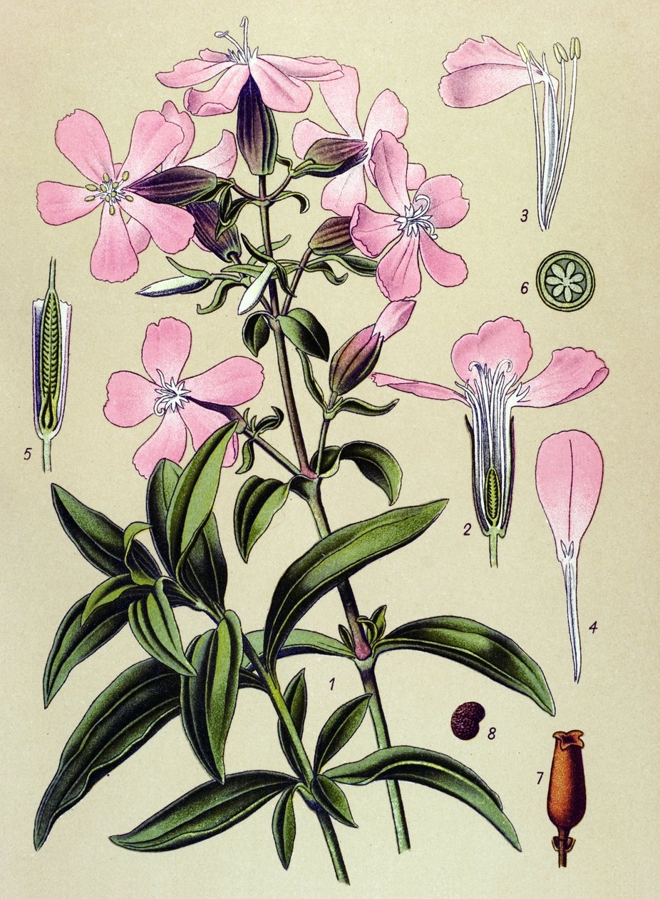 Quadro botânico. Planta venesosa (tóxica) e medicinal: saponaria officinalis (Saponaria officinalis) de Unbekannter Künstler
