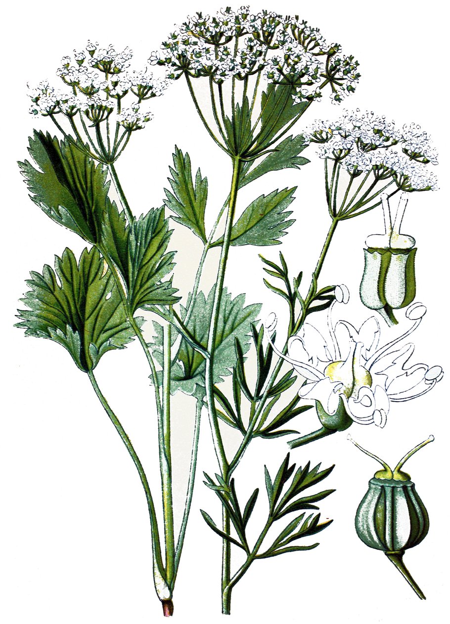 Quadro botânico, planta medicinal: anis, cromolitografia por volta de 1870. de Unbekannter Künstler